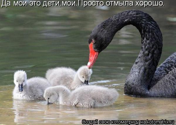 Котоматрица: Да мои это дети,мои.Просто отмыла хорошо.