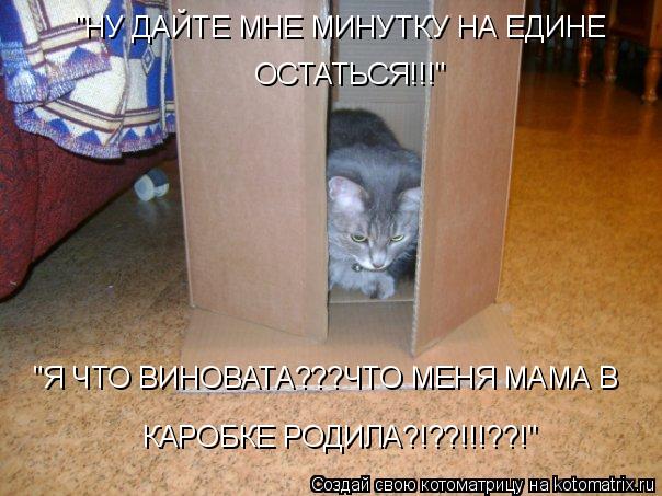 Котоматрица: "НУ ДАЙТЕ МНЕ МИНУТКУ НА ЕДИНЕ  ОСТАТЬСЯ!!!" "Я ЧТО ВИНОВАТА???ЧТО МЕНЯ МАМА В КАРОБКЕ РОДИЛА?!??!!!??!"