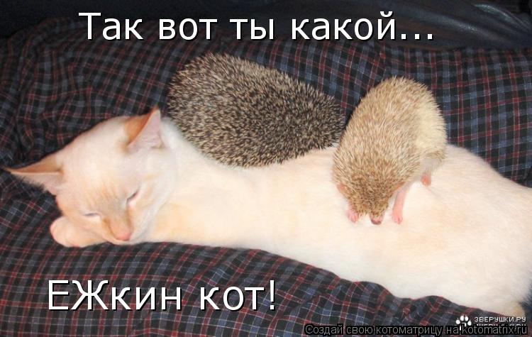 Котоматрица: Так вот ты какой...  ЕЖкин кот!