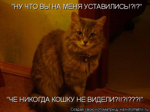 Котоматрица: "НУ ЧТО ВЫ НА МЕНЯ УСТАВИЛИСЬ!?!?" "ЧЕ НИКОГДА КОШКУ НЕ ВИДЕЛИ?!!?!???!"