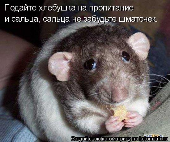 Подайте хлебушка на пропитание и сальца, сальца не забудьте шматочек.... Котоматрица: Подайте хлебушка на пропитание и сальца, сальца не забудьте шматочек.