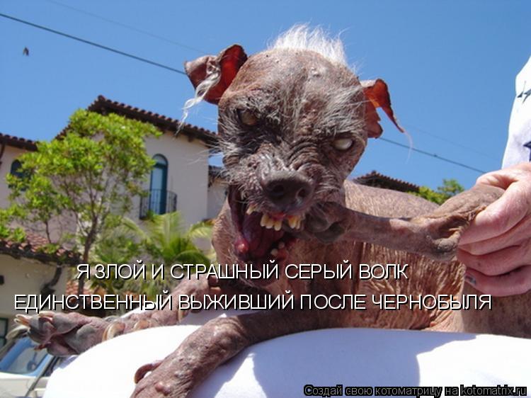 Котоматрица: Я ЗЛОЙ И СТРАШНЫЙ СЕРЫЙ ВОЛК ЕДИНСТВЕННЫЙ ВЫЖИВШИЙ ПОСЛЕ ЧЕРНОБЫЛЯ