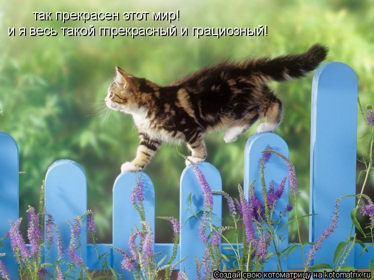 Котоматрица: так прекрасен этот мир! и я весь такой гпрекрасный и грациозный!