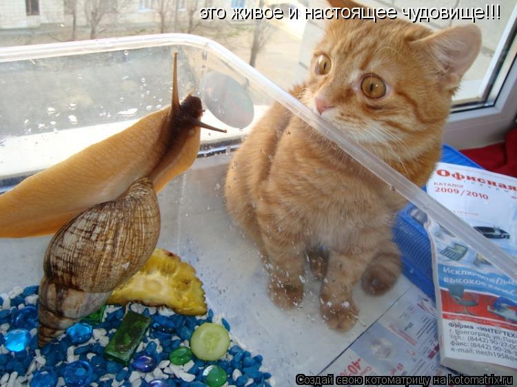 Котоматрица: это живое и настоящее чудовище!!!