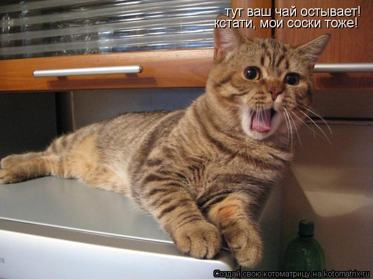 Котоматрица: тут ваш чай остывает! кстати, мои соски тоже!