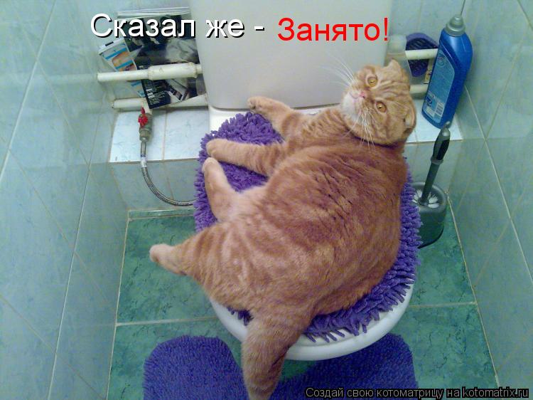 Сказал же - Занято!... Котоматрица: Сказал же - Занято!