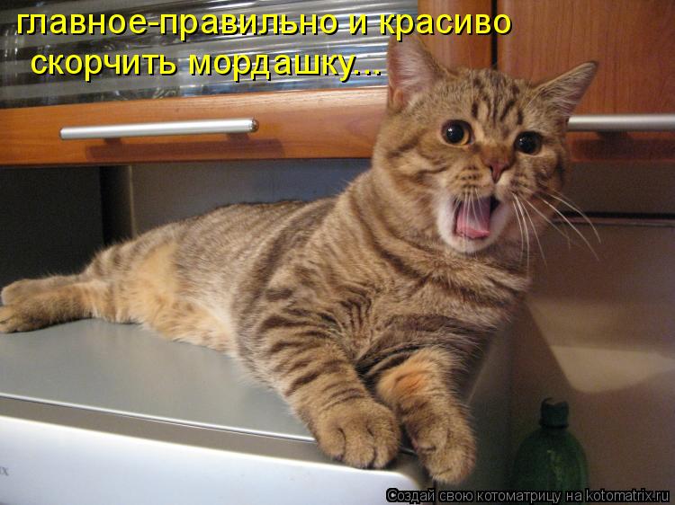 главное-правильно и красиво скорчить мордашку...... Котоматрица: главное-правильно и красиво скорчить мордашку...