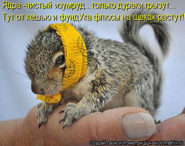 Ядра -чистый изумруд...только дураки грызут... Тут от кешью и фундУка флюсы на щеках растут!!!... Котоматрица: Ядра -чистый изумруд...только дураки грызут... Тут от кешью и фундУка флюсы на щеках растут!!!