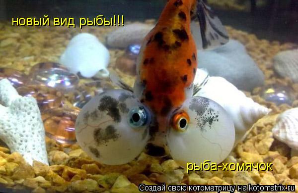 Котоматрица: новый вид рыбы!!! рыба-хомячок