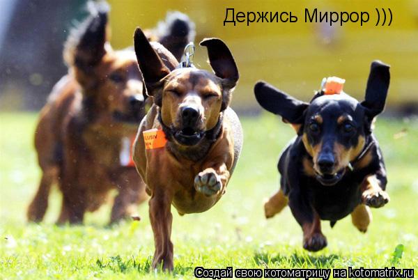 Держись Миррор )))... Котоматрица: Держись Миррор )))