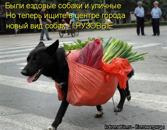 Были ездовые собаки и уличные Но теперь ищите в центре города новый вид собак - ГРУЗОВЫЕ... Котоматрица: Были ездовые собаки и уличные Но теперь ищите в центре города новый вид собак - ГРУЗОВЫЕ