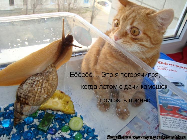 Еёёёёё.... Это я погорячился, когда летом с дачи камешек поиграть принёс...... Котоматрица: Еёёёёё.... Это я погорячился, когда летом с дачи камешек поиграть принёс...