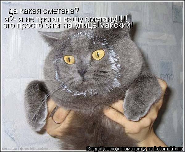 да какая сметана? я?- я не трогал вашу сметану!!!!! это просто снег на улице!майский!... Котоматрица: да какая сметана? я?- я не трогал вашу сметану!!!!! это просто снег на улице!майский!