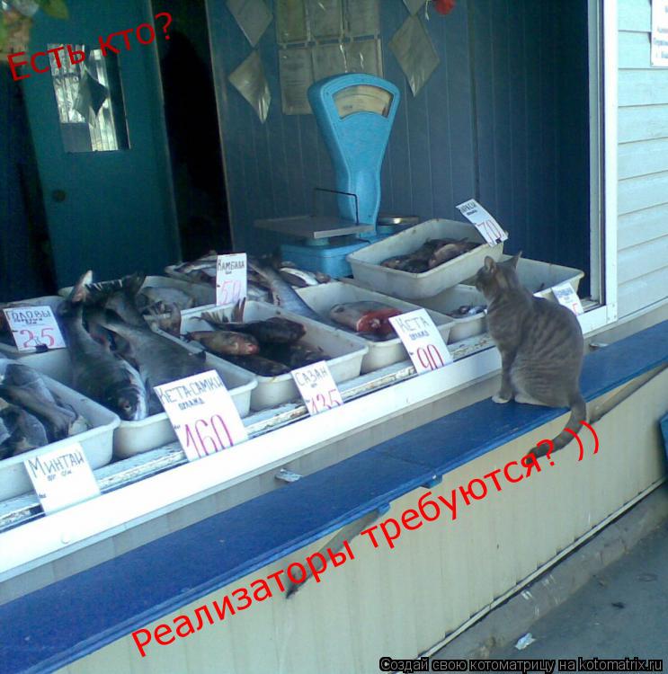 Есть кто? Реализаторы требуются? ))... Котоматрица: Есть кто? Реализаторы требуются? ))