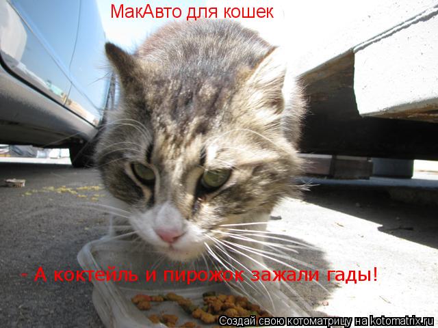 МакАвто для кошек - А коктейль и пирожок зажали гады!... Котоматрица: МакАвто для кошек - А коктейль и пирожок зажали гады!