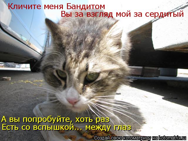 Кличите меня Бандитом Вы за взгляд мой за сердитый А вы попробуйте, хоть раз Есть со вспышкой... межд... Котоматрица: Кличите меня Бандитом Вы за взгляд мой за сердитый А вы попробуйте, хоть раз Есть со вспышкой... между глаз