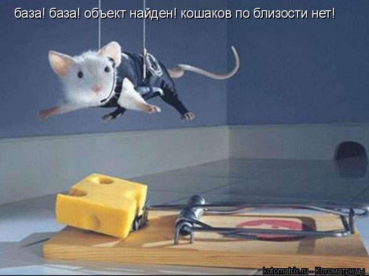 Котоматрица: база! база! объект найден! кошаков по близости нет!