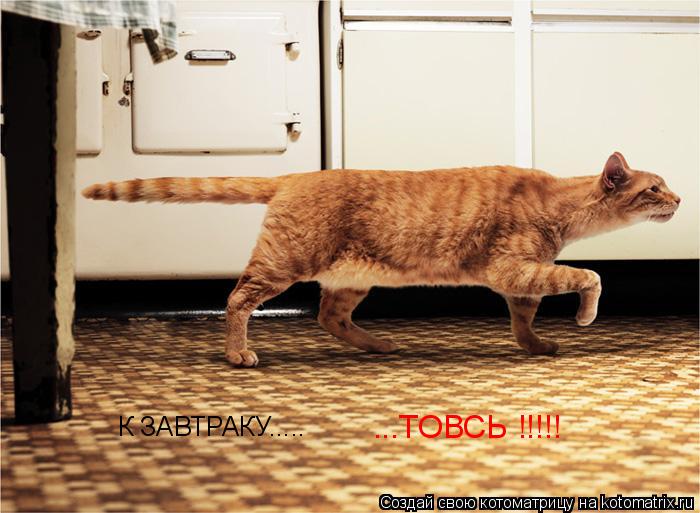 Котоматрица: К ЗАВТРАКУ.....             ...ТОВСЬ !!!!!