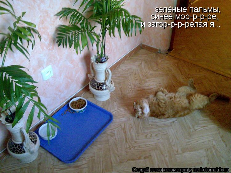 Котоматрица: зелёные пальмы, синее мор-р-р-ре, и загор-р-р-релая я...