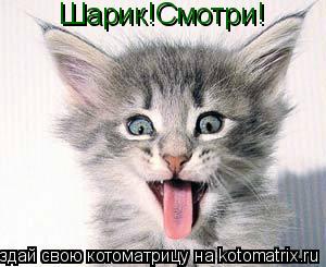 Котоматрица: Шарик!Смотри!