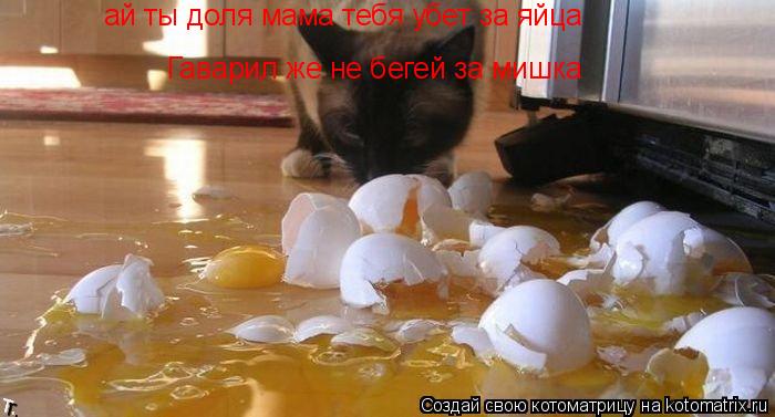 Котоматрица: ай ты доля мама тебя убет за яйца Гаварил же не бегей за мишка