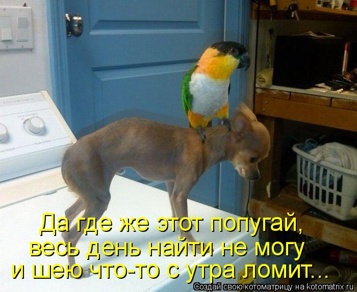 Котоматрица: Да где же этот попугай,  весь день найти не могу  и шею что-то с утра ломит...