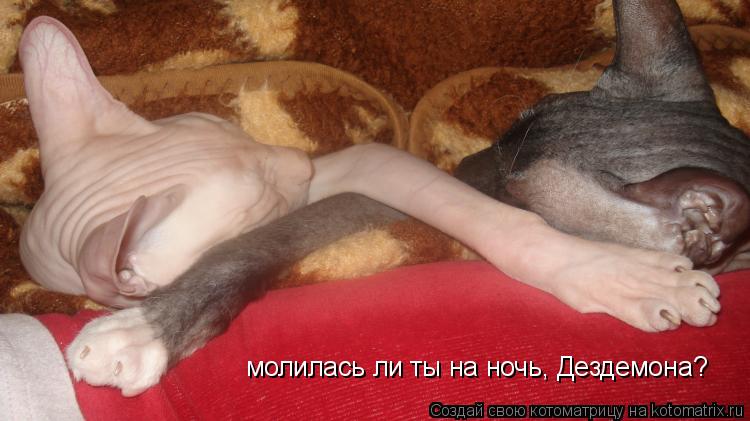 Котоматрица: молилась ли ты на ночь, Дездемона?