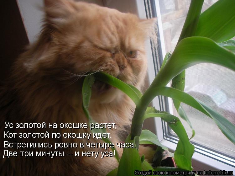 Ус золотой на окошке растет, Кот золотой по окошку идет. Встретились ровно в четыре часа, Две-три мин... Котоматрица: Ус золотой на окошке растет, Кот золотой по окошку идет. Встретились ровно в четыре часа, Две-три минуты -- и нету уса!