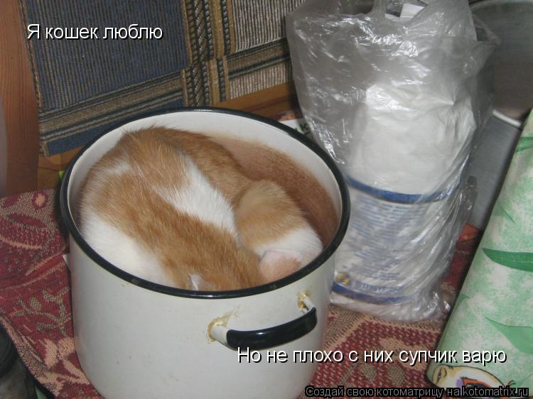Котоматрица: Я кошек люблю Но не плохо с них супчик варю