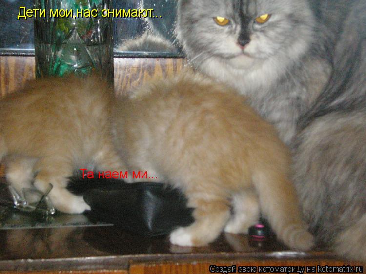 Котоматрица: Дети мои,нас снимают... Та наем ми...