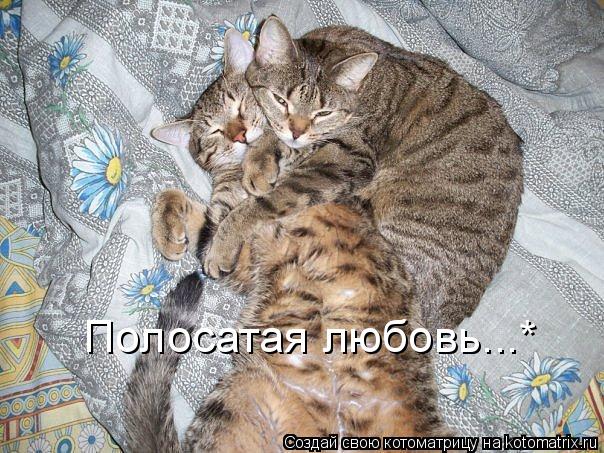 Котоматрица: Полосатая любовь...*