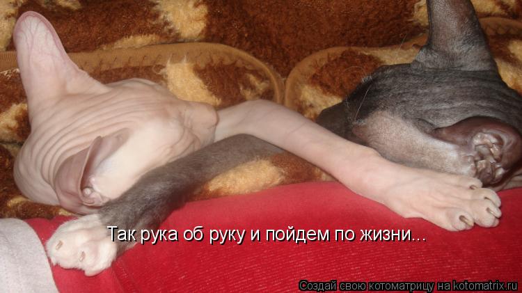 Так рука об руку и пойдем по жизни...... Котоматрица: Так рука об руку и пойдем по жизни...