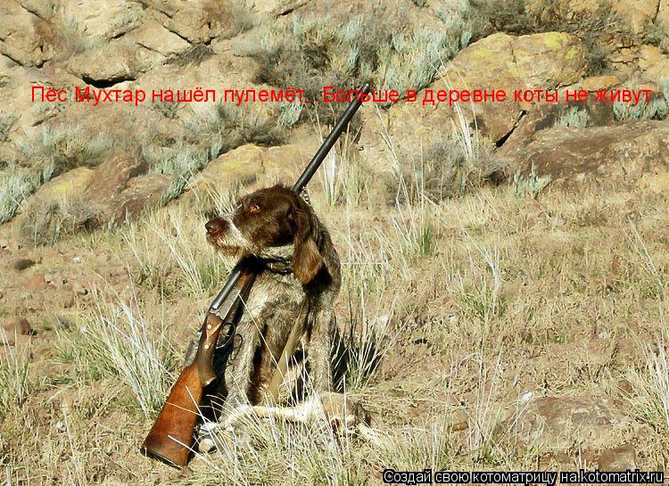 Пёс Мухтар нашёл пулемёт...Больше в деревне коты не живут... Котоматрица: Пёс Мухтар нашёл пулемёт...Больше в деревне коты не живут