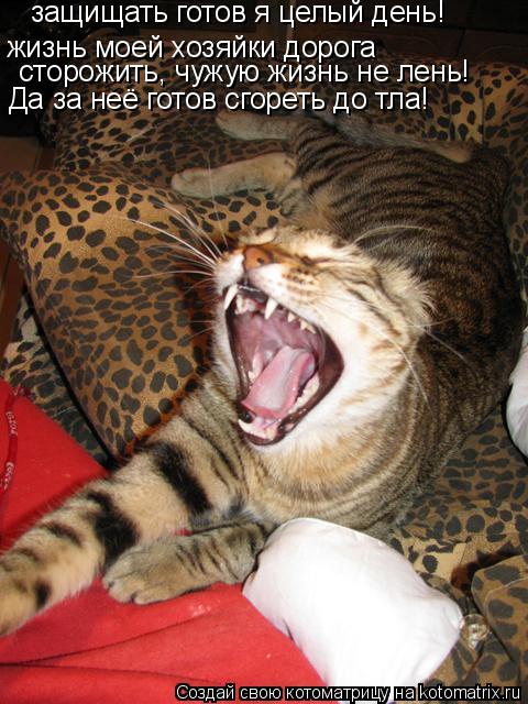 защищать готов я целый день! жизнь моей хозяйки дорога сторожить, чужую жизнь не лень! Да за неё гото... Котоматрица: защищать готов я целый день! жизнь моей хозяйки дорога сторожить, чужую жизнь не лень! Да за неё готов сгореть до тла!