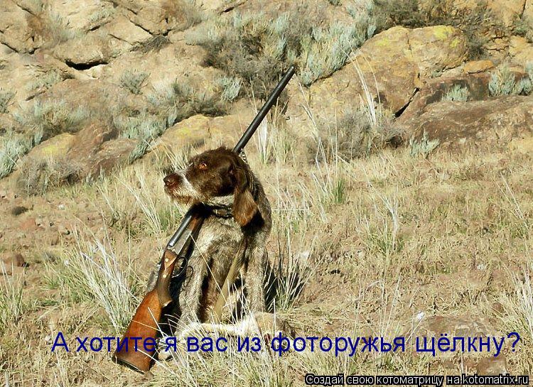 А хотите я вас из фоторужья щёлкну?... Котоматрица: А хотите я вас из фоторужья щёлкну?