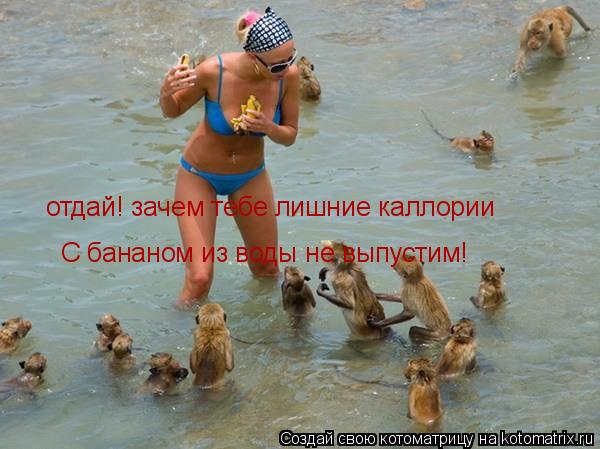 отдай! зачем тебе лишние каллории С бананом из воды не выпустим!... Котоматрица: отдай! зачем тебе лишние каллории С бананом из воды не выпустим!