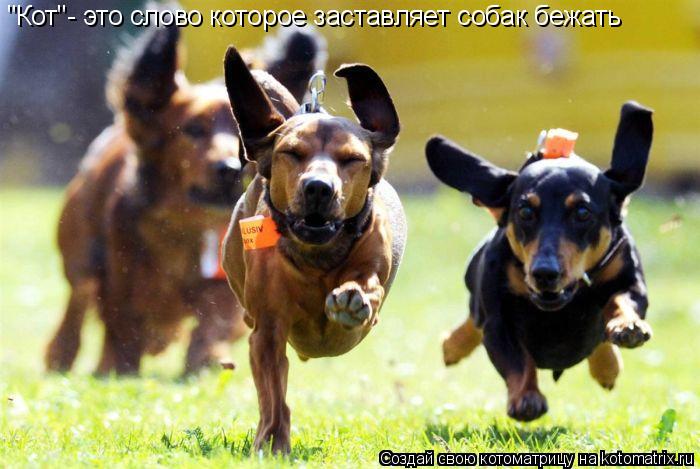 "Кот"- это слово которое заставляет собак бежать... Котоматрица: "Кот"- это слово которое заставляет собак бежать