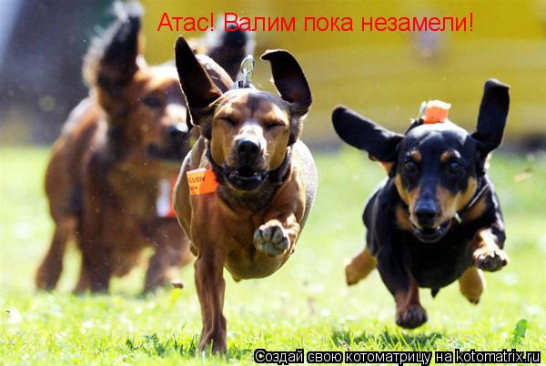 Атас! Валим пока незамели!... Котоматрица: Атас! Валим пока незамели!