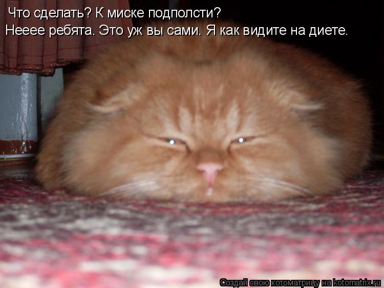 Что сделать? К миске подполсти? Нееее ребята. Это уж вы сами. Я как видите на диете.... Котоматрица: Что сделать? К миске подполсти? Нееее ребята. Это уж вы сами. Я как видите на диете.