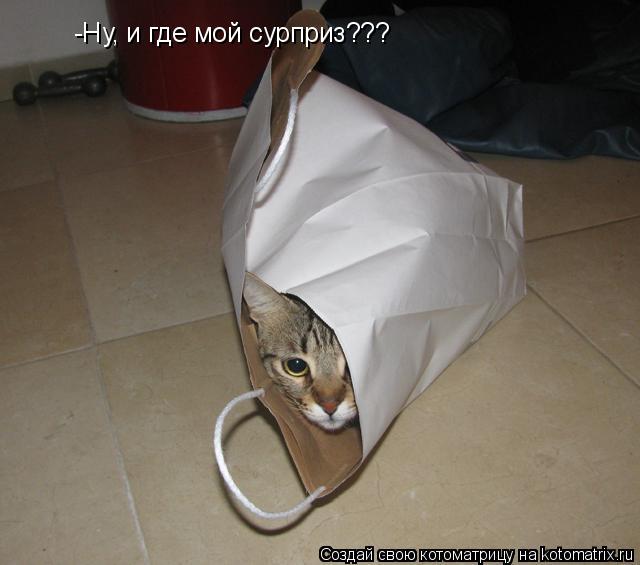-Ну, и где мой сурприз???... Котоматрица: -Ну, и где мой сурприз???