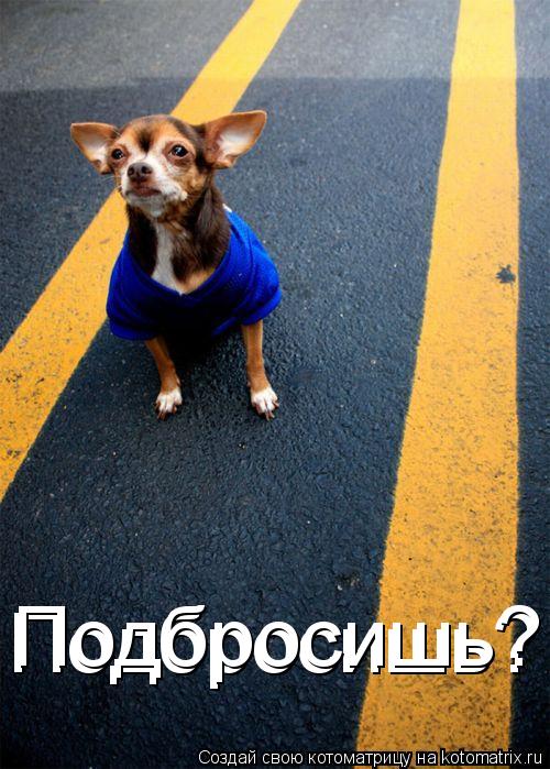 Подбросишь? Подбросишь?... Котоматрица: Подбросишь? Подбросишь?