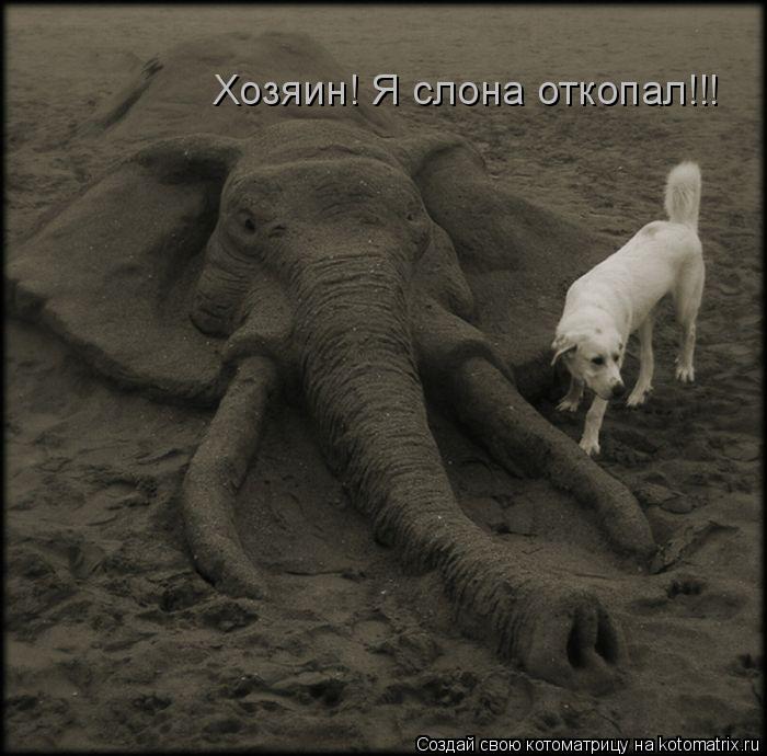 Хозяин! Я слона откопал!!!... Котоматрица: Хозяин! Я слона откопал!!!