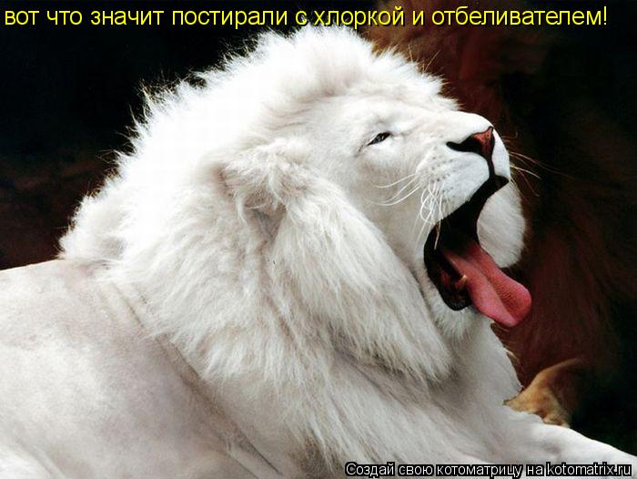 вот что значит постирали с хлоркой и отбеливателем!... Котоматрица: вот что значит постирали с хлоркой и отбеливателем!