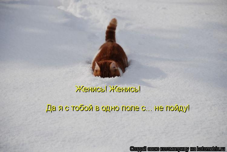 Женись! Женись! Да я с тобой в одно поле с... не пойду!... Котоматрица: Женись! Женись! Да я с тобой в одно поле с... не пойду!