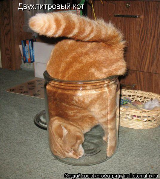 Двухлитровый кот... Котоматрица: Двухлитровый кот