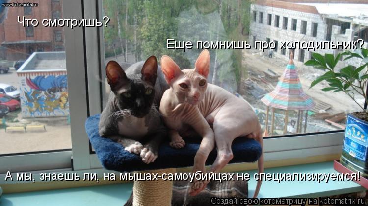Что смотришь? Еще помнишь про холодильник? А мы, знаешь ли, на мышах-самоубийцах не специализируемся!... Котоматрица: Что смотришь? Еще помнишь про холодильник? А мы, знаешь ли, на мышах-самоубийцах не специализируемся!