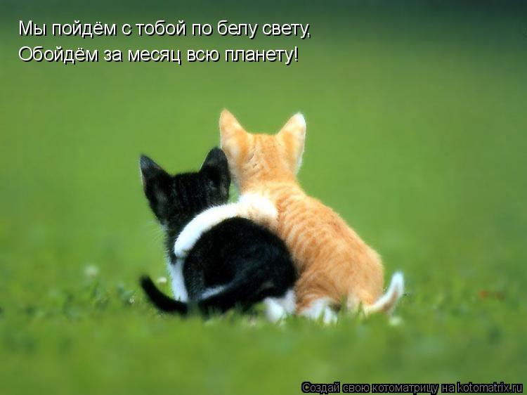 Мы пойдём с тобой по белу свету, Обойдём за месяц всю планету!... Котоматрица: Мы пойдём с тобой по белу свету, Обойдём за месяц всю планету!