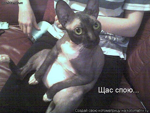 Щас спою...... Котоматрица: Щас спою...