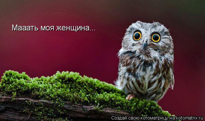 Мааать моя женщина...... Котоматрица: Мааать моя женщина...