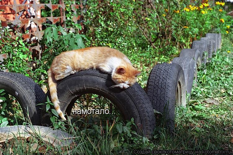 намотало...... Котоматрица: намотало...